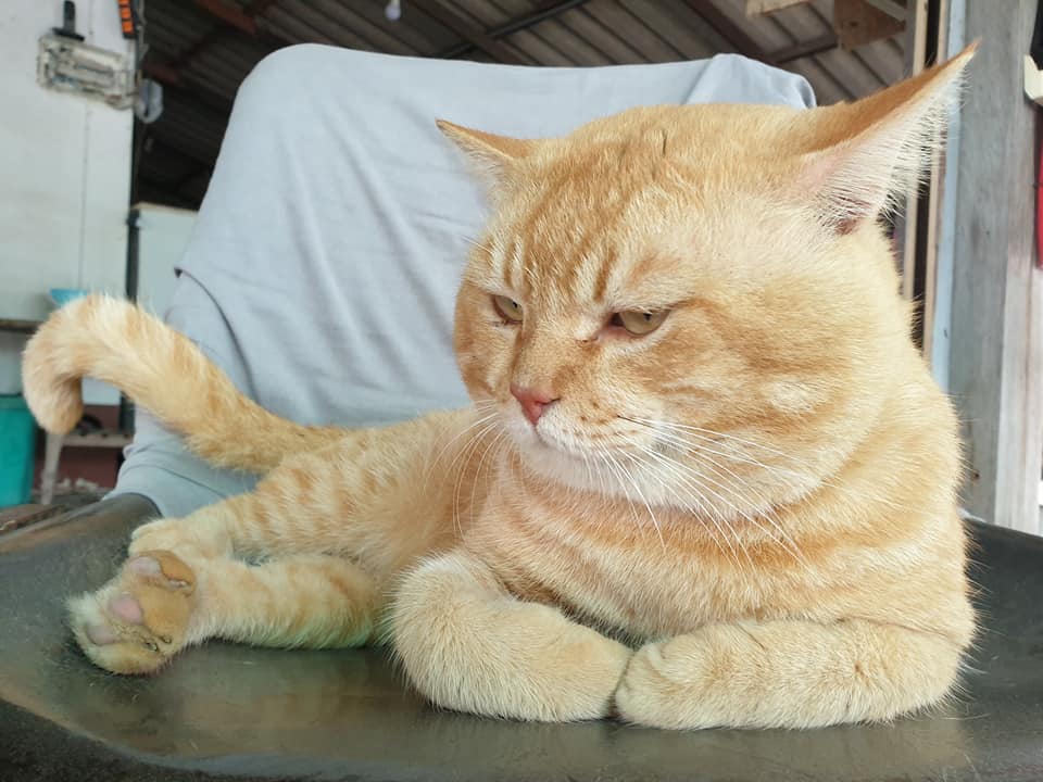 ต่อไปผมกับพี่น้องจะไม่ขึ้นไปเล่นสิบล้อชนกันบนหลังคาแล้วครับ 3