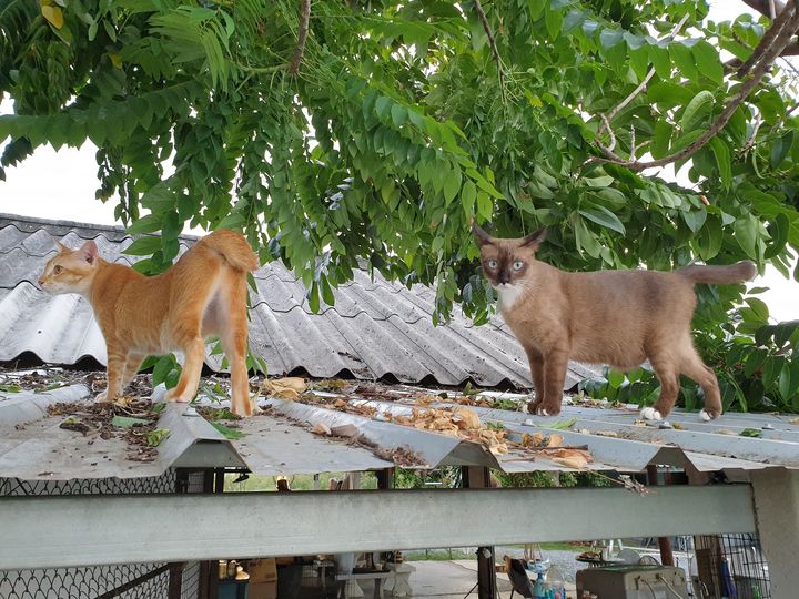 วันนี้พวกเราทำโอที ต้องเข้าบ้านช้าหน่อยค่ะพ่อ อาหารเสร็จก็มาเสิร์ฟบนหลังคาได้เล 1