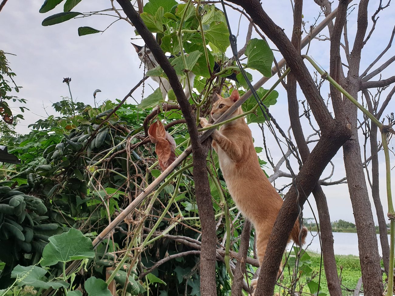 วันนี้พ่อรงขยันพาลูก ๆ ขึ้นหลังคา ถ้าหกโมงครึ่งไม่พากันลงจะโดนติดคุกยกแก๊งเลย 3