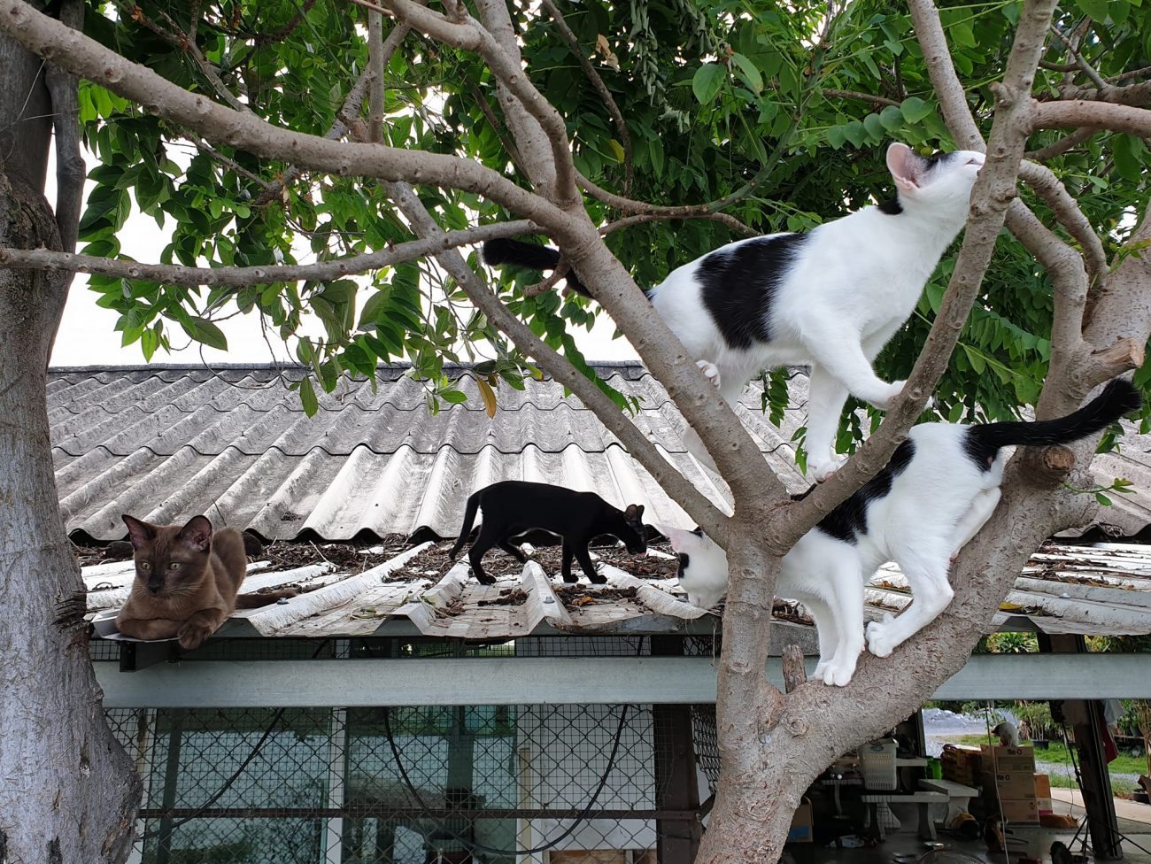 วันนี้พ่อรงขยันพาลูก ๆ ขึ้นหลังคา ถ้าหกโมงครึ่งไม่พากันลงจะโดนติดคุกยกแก๊งเลย 2