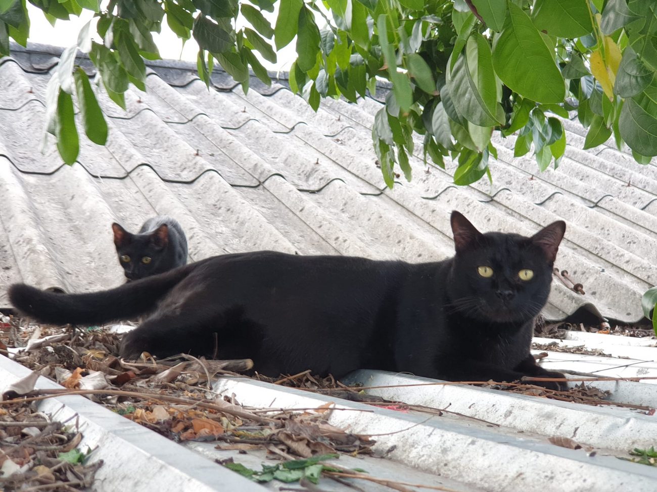 วันนี้พ่อรงขยันพาลูก ๆ ขึ้นหลังคา ถ้าหกโมงครึ่งไม่พากันลงจะโดนติดคุกยกแก๊งเลย 1