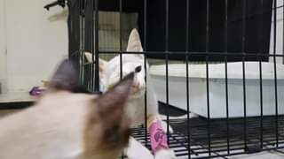 เมื่อคืนเด็กชาย #กวางตุ้ง อยากออกจากกรง ร้องเรียกพี่ ๆ ให้ช่วย พวกพี่ ๆ ก็รักน้อ 1