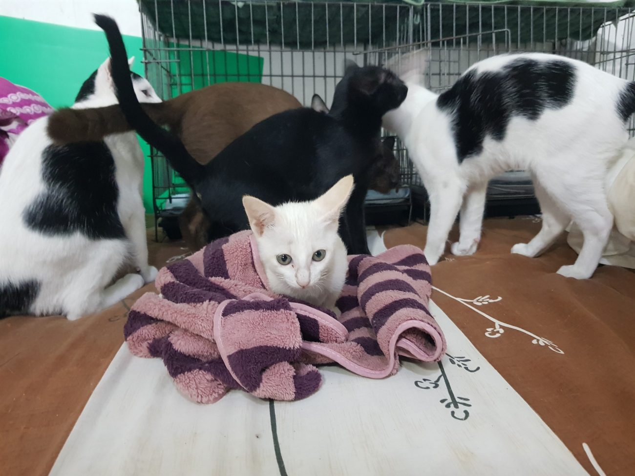 ยินดีต้อนรับเด็กชาย #กวางตุ้ง สู่สมาชิกครอบครัวทองมีครับ 3