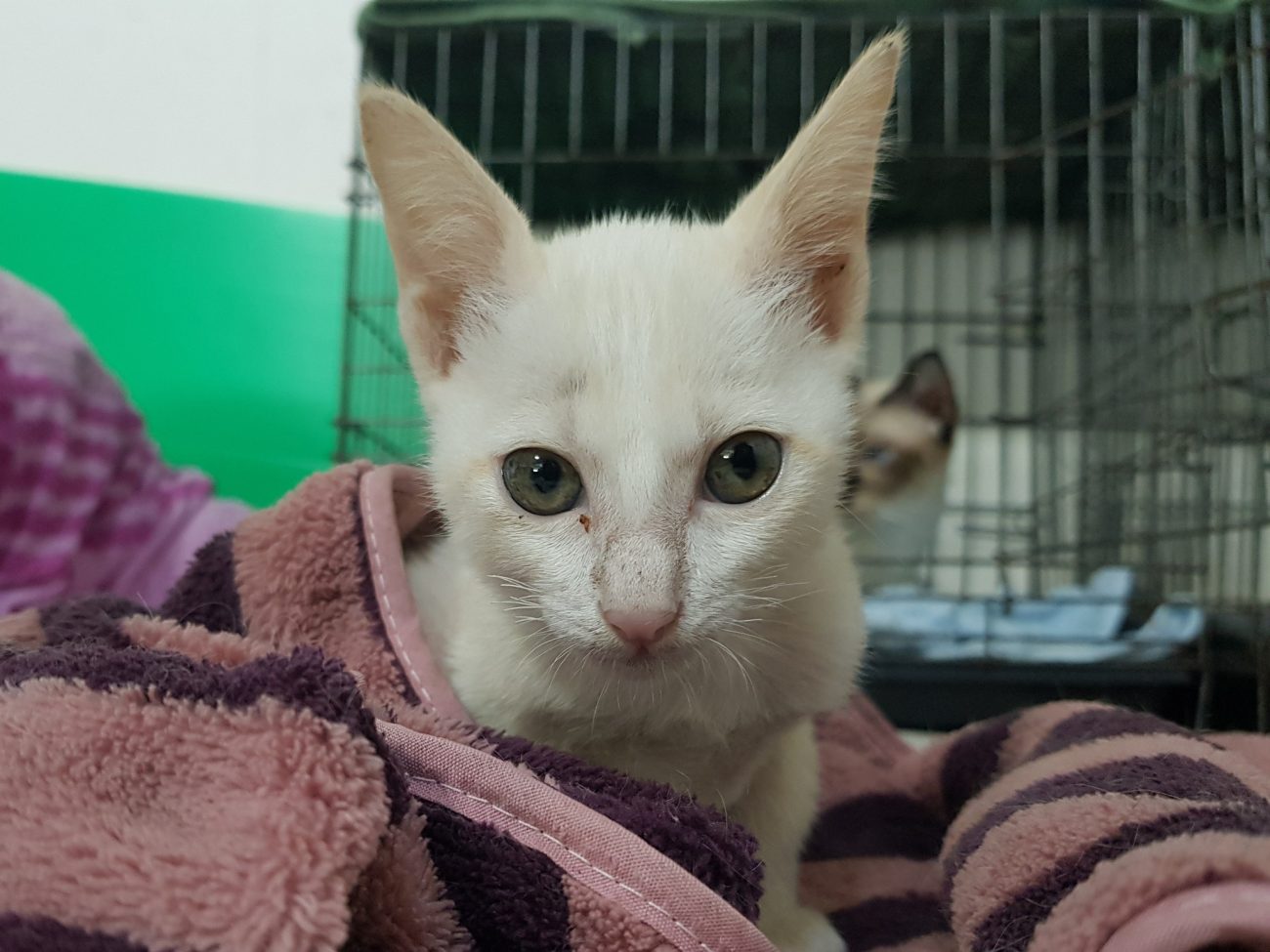 ยินดีต้อนรับเด็กชาย #กวางตุ้ง สู่สมาชิกครอบครัวทองมีครับ 1