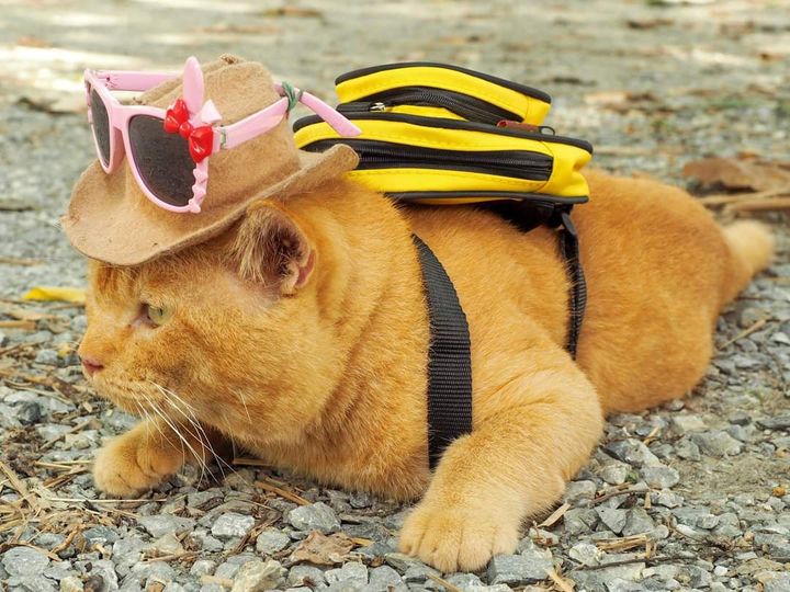 วันนี้ไปรับ #ทองมี จากร.พ. สัตว์ ม. เกษตรฯ กำแพงแสน มาแอดมิตที่ร.พ. สัตว์ อุ้มรั 1