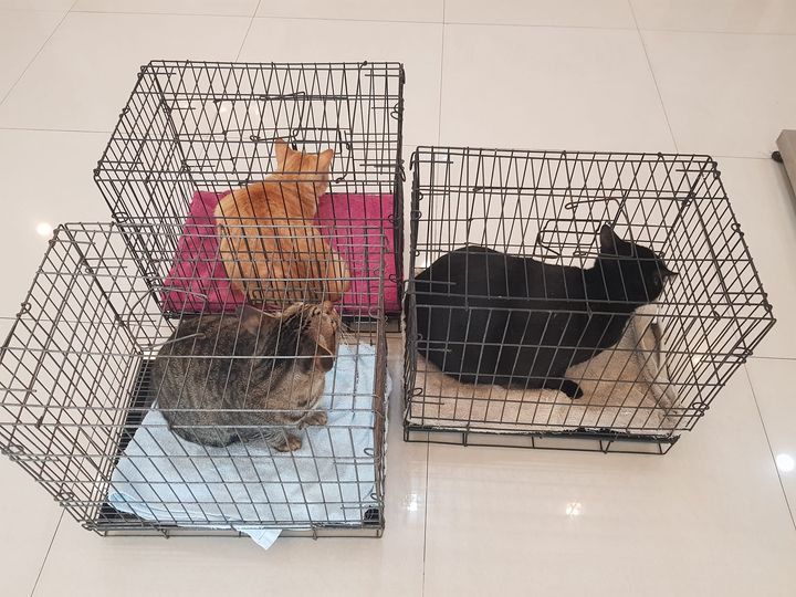 พาแมวในบ้านมาตรวจร่ายกายไว้ก่อนครับ เผื่อทองมีต้องการเลือด ขั้นตอนต่าง ๆ จะได้ไว 1