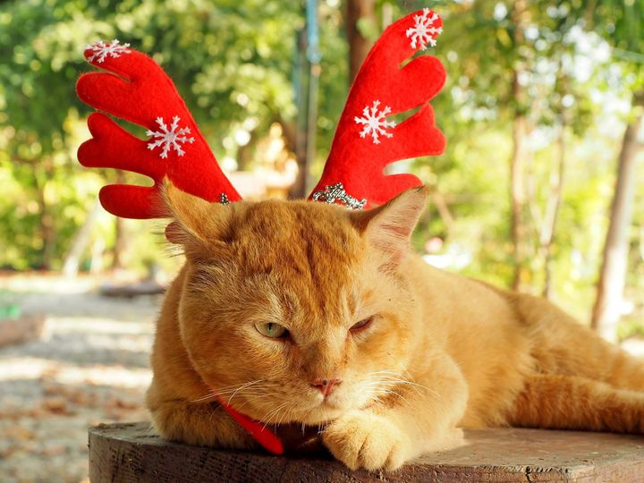 วันนี้ #ทองมี ยังดูปรกติดีครับ แต่นอนทั้งวัน 1