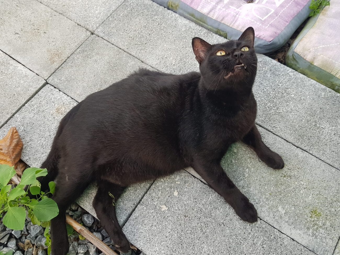 เจ้านกบ้าร้องดังน่ารำคาญ เดี๋ยวก็บินขึ้นไปจับกินให้หมดเลยนี่!! 2