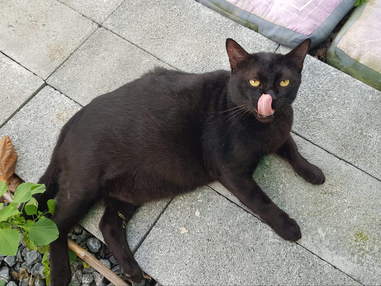 เจ้านกบ้าร้องดังน่ารำคาญ เดี๋ยวก็บินขึ้นไปจับกินให้หมดเลยนี่!! 3