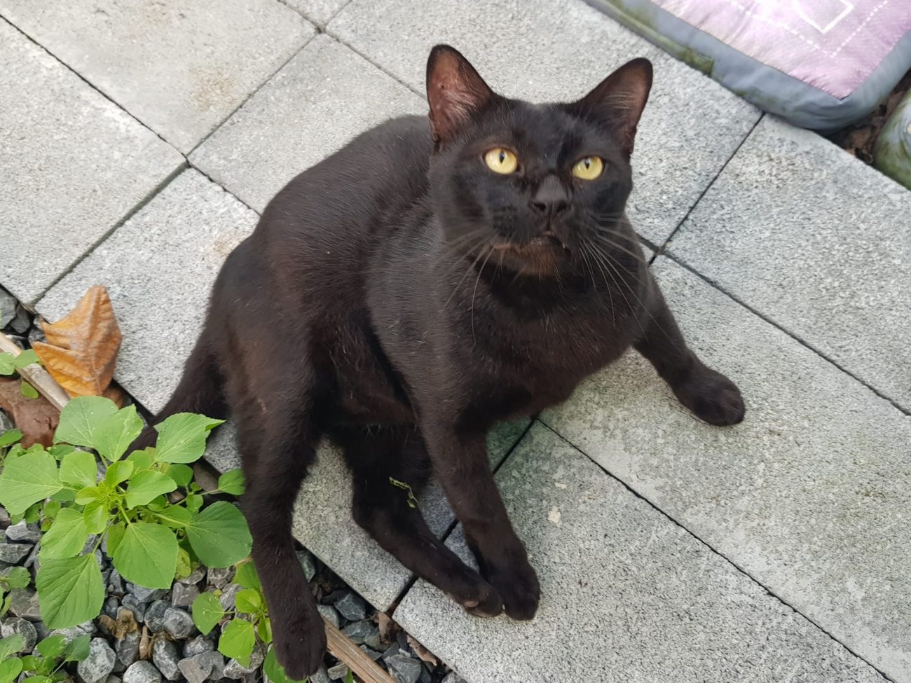 เจ้านกบ้าร้องดังน่ารำคาญ เดี๋ยวก็บินขึ้นไปจับกินให้หมดเลยนี่!! 1