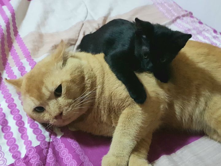 วันนี้ #ทองมี อาการยังทรง ๆ ครับ 1