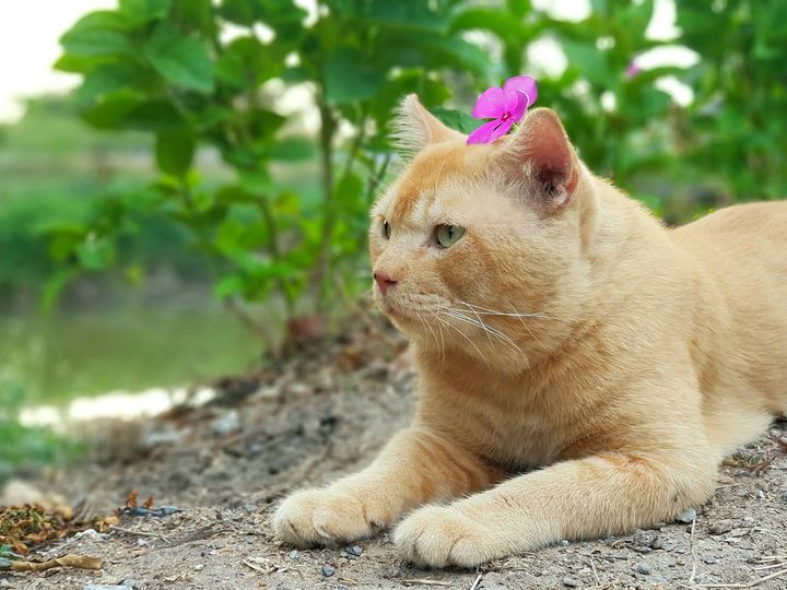 ตอนนี้ #ทองมี อาการหนัก แต่ยังอยู่กับเราครับ 1