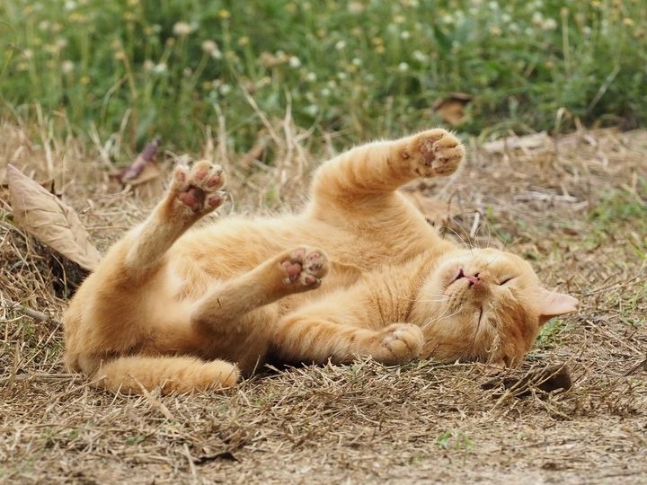 เมื่อวานนี้แจ้งว่าช่วงเย็นจะฝังร่างทองมี แต่เอาเขาจริง ๆ พ่อทองมีนั่งร้องไห้เหมื 1