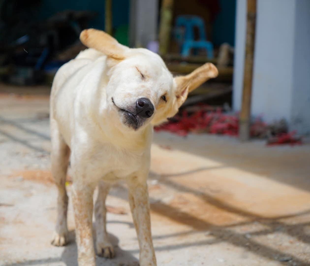 ตอนนี้พี่เดฟอาการหนัก บ้านเฮียจ้อนได้ช่วยเหลือพาหาหมอ ซึ่งมีค่าใช้จ่ายสูง ท่านใด 1