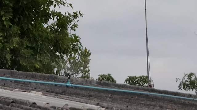 พ่อทองมีลองติดสปริงเกอร์บนหลังคาเพื่อไล่แมว ปรากฎว่าล้มเหลว ไม่มีใครกลัวเลยครับ 1