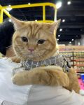 งาน Pet Expo วันนี้วันสุดท้าย ใครมีเวลาไปเดินเที่ยว หรือจะพาน้องแมวน้องหมาไปเดิน 1