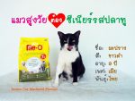 เด็ก ๆ แก๊งแมวรับงานเป็นนายแบบ/นางแบบกับอาหารสูตรโปรด ใครเป็น fc ใคร ไปกดไลก์กดแ 2