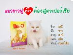 เด็ก ๆ แก๊งแมวรับงานเป็นนายแบบ/นางแบบกับอาหารสูตรโปรด ใครเป็น fc ใคร ไปกดไลก์กดแ 1