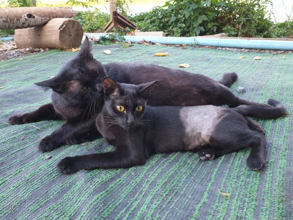 อัปเดตสามสาวหน่อยครับ 1