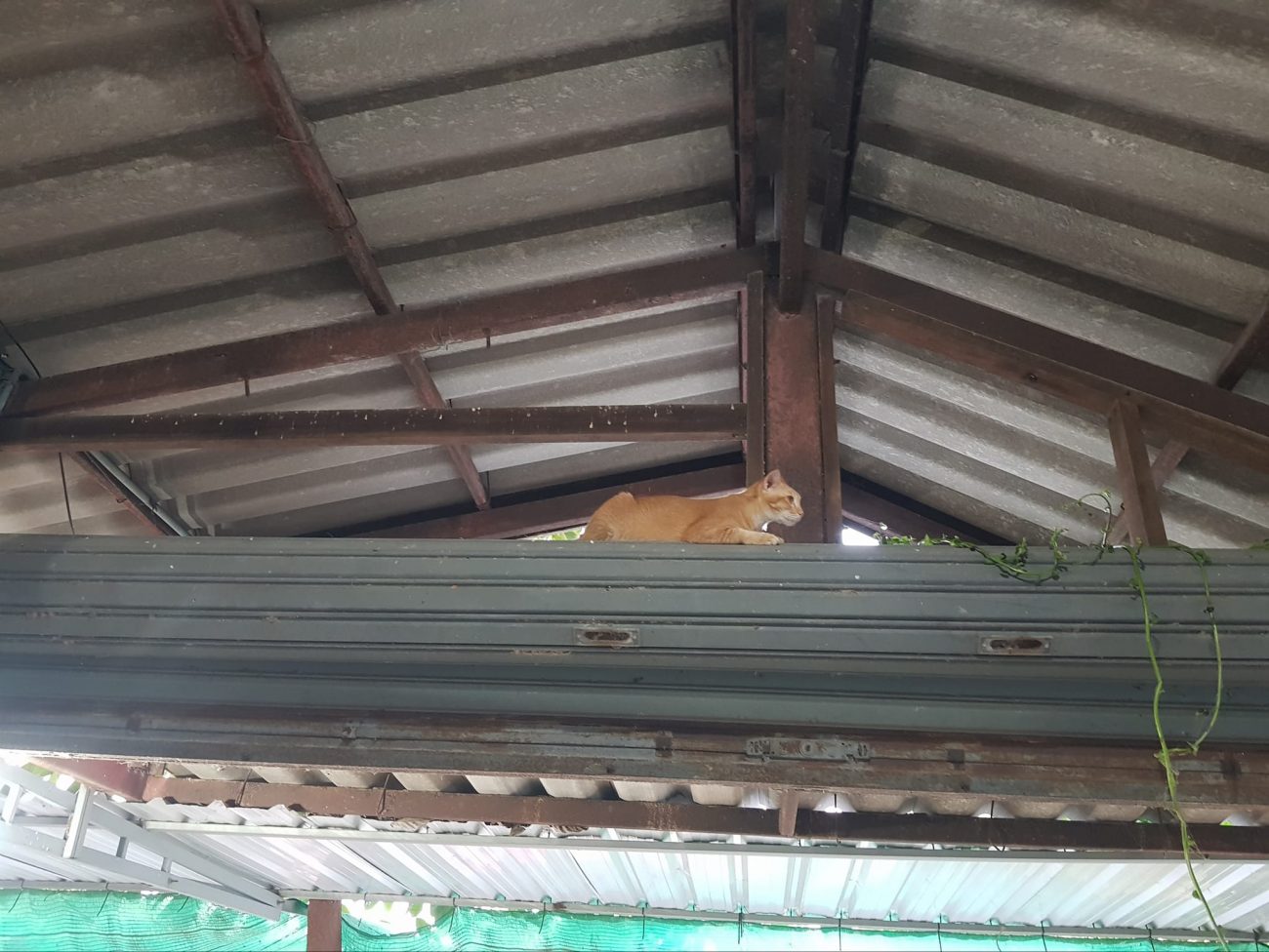 ข่าวด่วน! นักโทษสะเดาะโซ่ตรวนหลบหนีไปทางตะเข็บชายแดน เจ้าหน้าที่กำลังปูพรมไล่ล่า 2