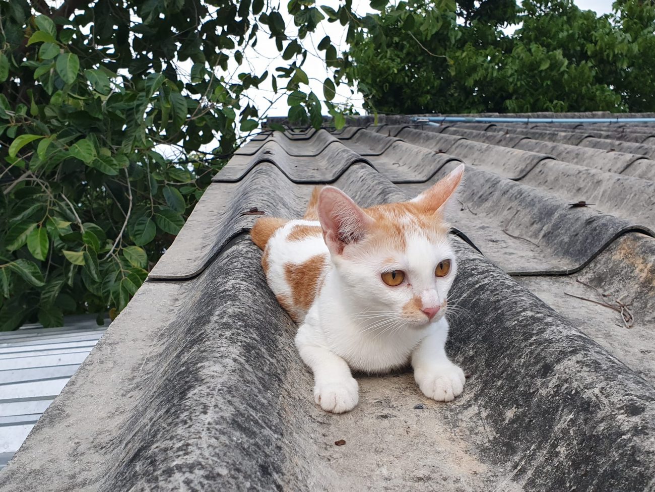 เรียกให้เข้า เฝ้าห้อง ไม่ต้องหนี 4