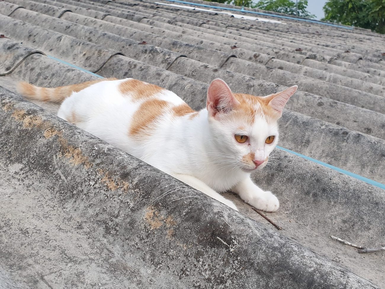 เรียกให้เข้า เฝ้าห้อง ไม่ต้องหนี 5