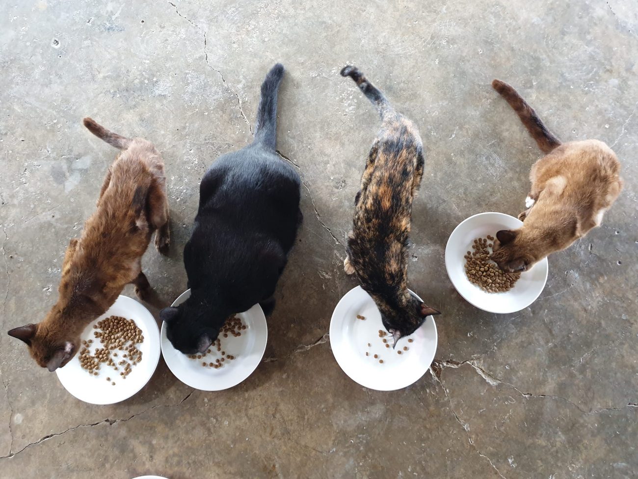 เรียกแก๊งคุณยายมากินอาหารแมวสูงวัย แต่มีคุณเจ๊ปลอมตัวมาร่วมวงด้วย.. 1