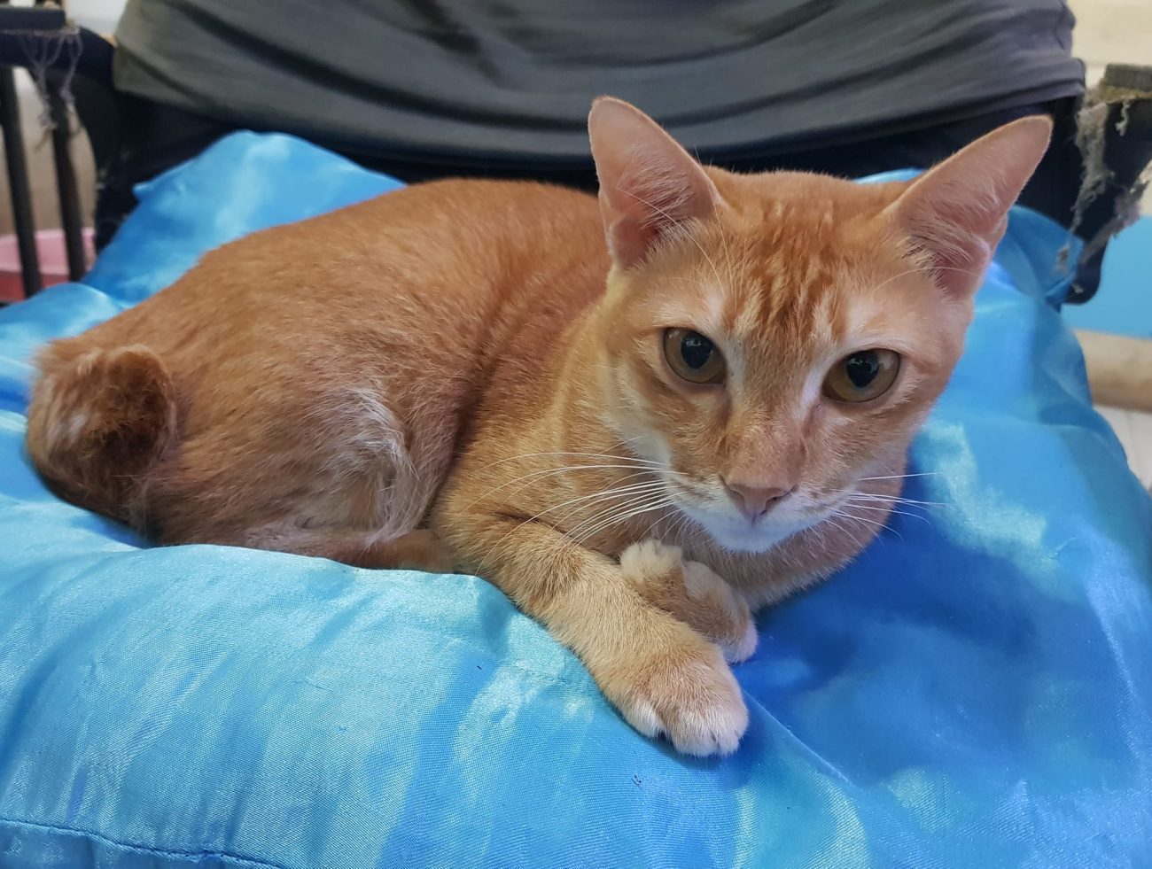 ถึงเวลาปล่อยแมววิ่งเล่น วันนี้แปลกใจ ดาวแดนหกไม่ยอมออกจากบ้าน 1