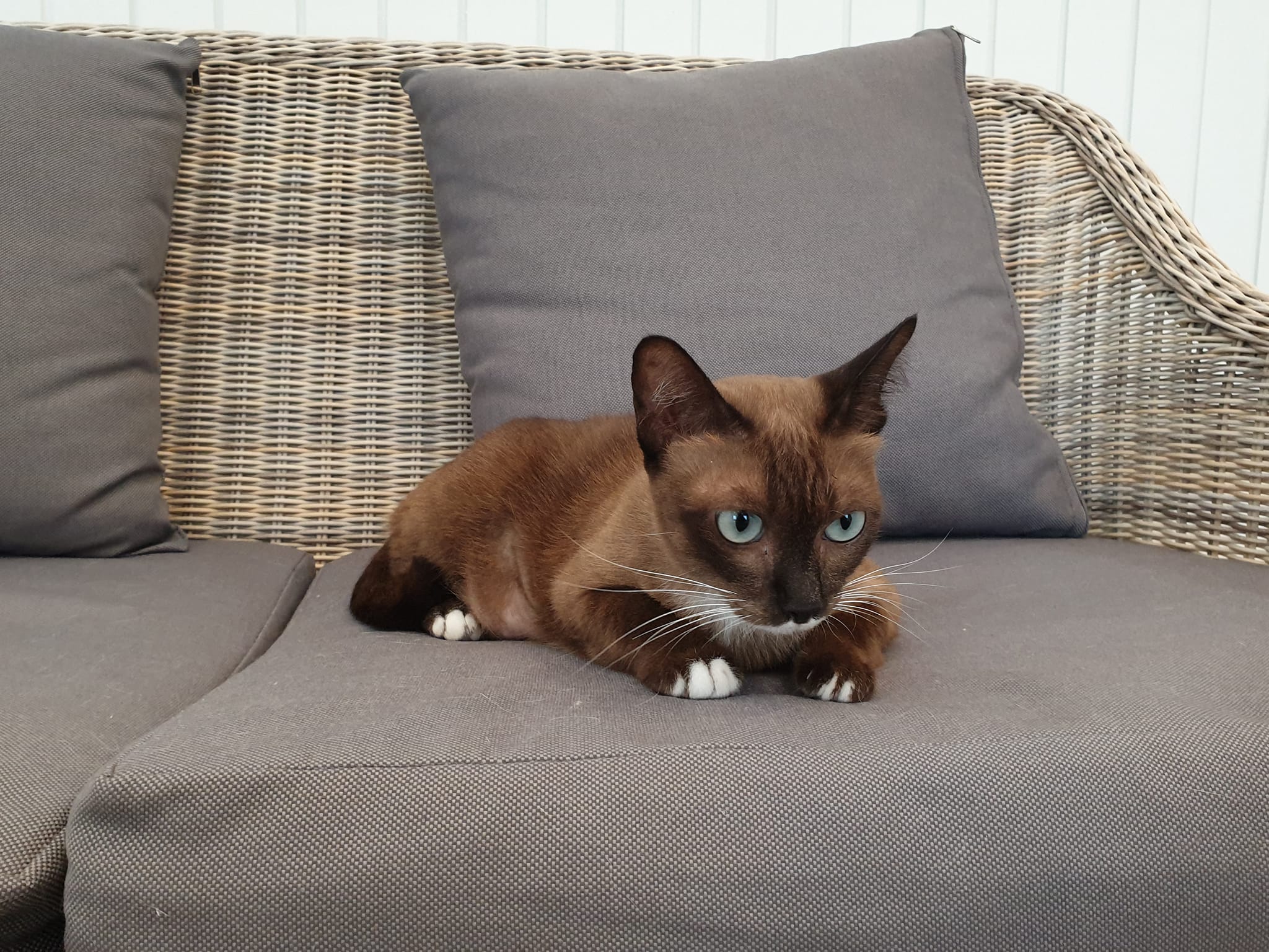 #โนอึล มาหาหมอตามนัดครับ ผลตรวจทุกอย่างกลับมาในเกณฑ์ปรกติแล้ว 1