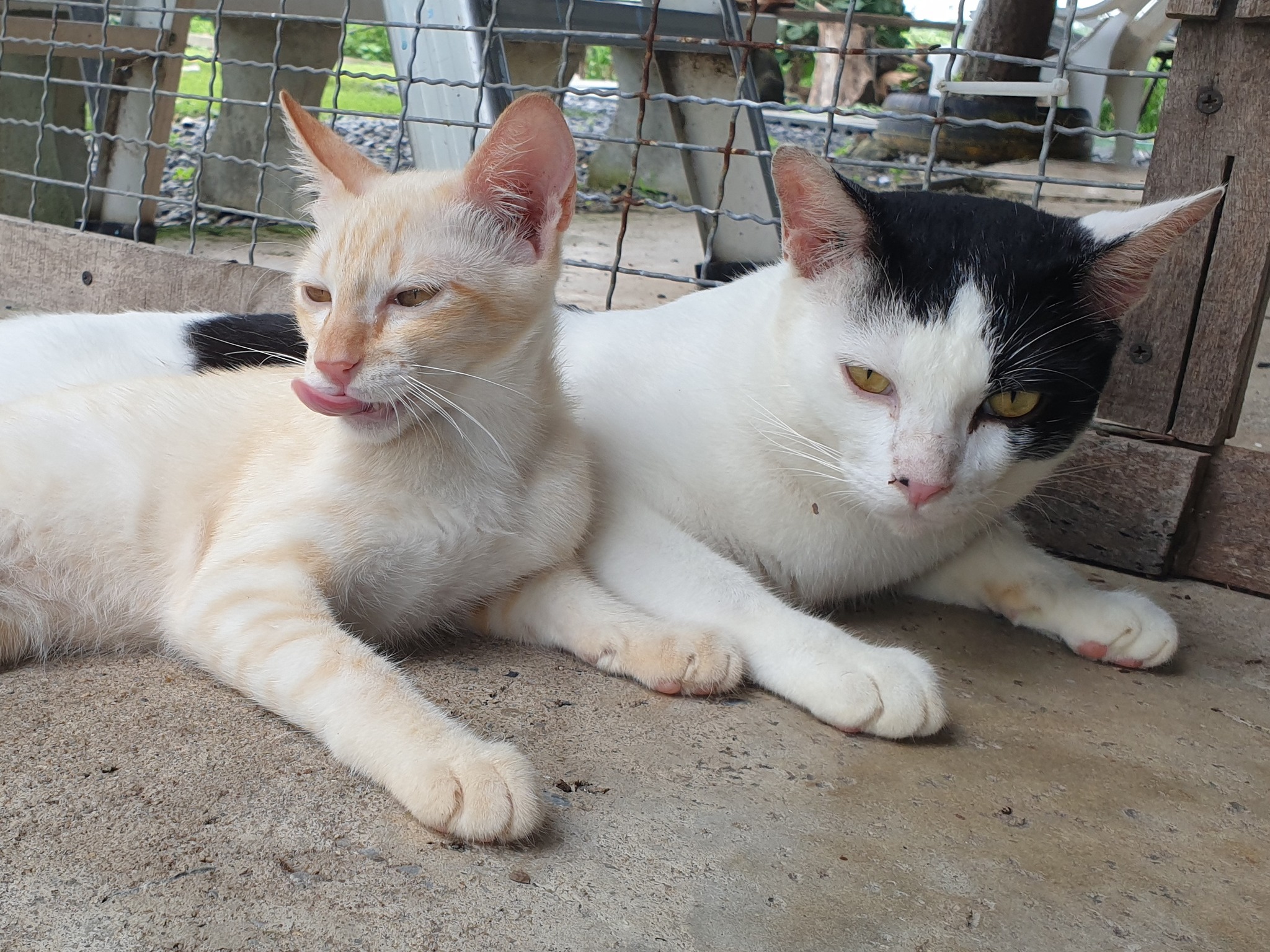 รถพุ่มพวง ช่วงบ่าย อยู่ท้ายทุ่ง 3