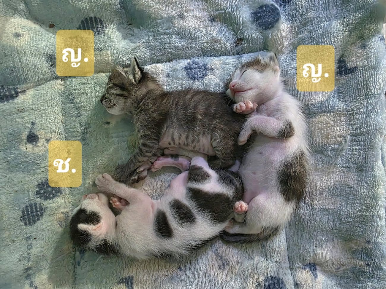 แมวน้อยทั้งสามลูกของแม่สลิดอายุครบสองสัปดาห์แล้ว ตอนนี้ก็ถึงเวลาที่จะมีชื่อเป็นข 1