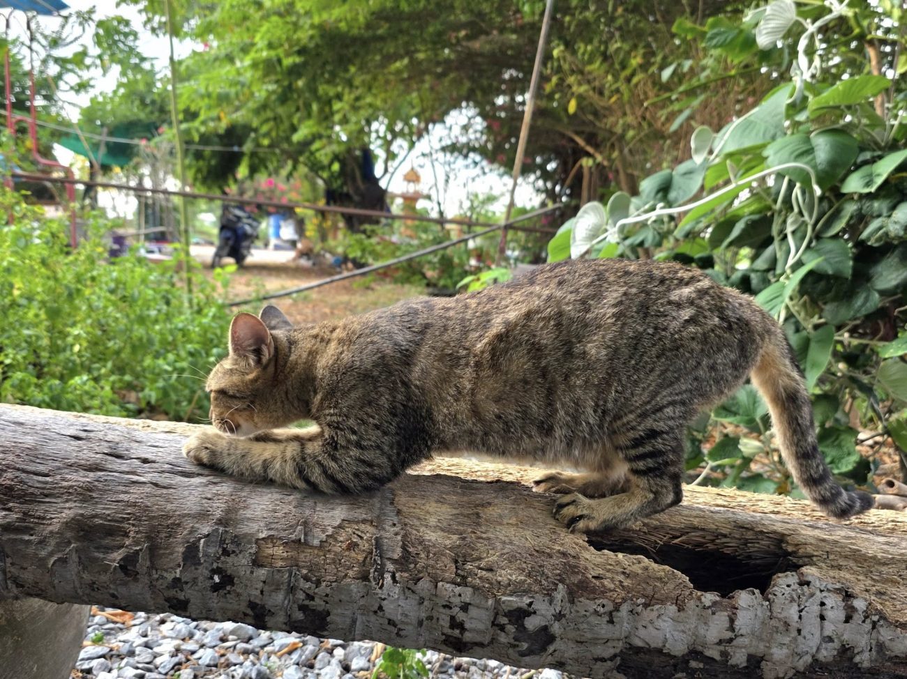 วันนี้แม่สลิดสดชื่นดีครับ 1