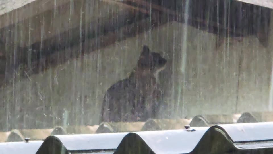 ฝนก็ตก เรียกเข้าบ้านก็หนีขึ้นหลังคา สมน้ำหน้านัก! คืนนี้นอนดูดาวไปคนเดียวเลยนะ! 1