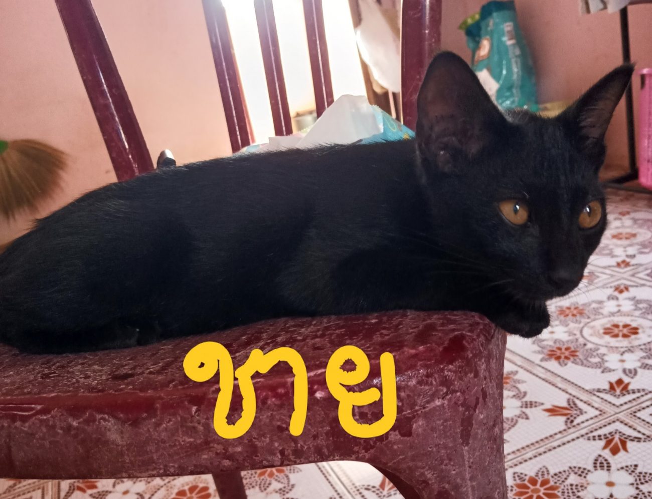 หาบ้านที่อบอุ่นให้น้องๆ ค่ะ ฟรีไม่มีค่าใช้จ่าย เนื่องจากเจ้าของไม่สารถเลี้ยงได้เ 1