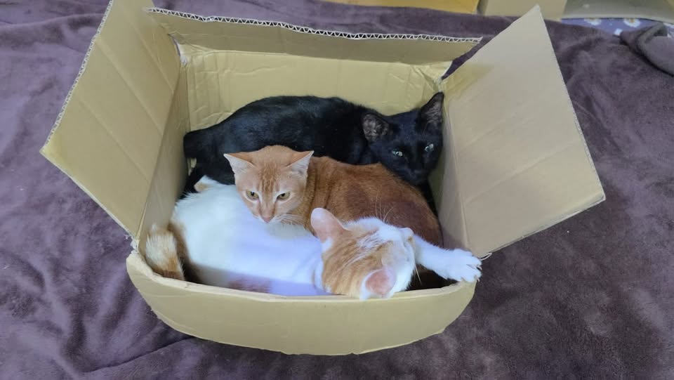 ตามเก็บพัสดุสามชิ้นเพิ่งเสร็จ กำลังจะแพ็กกล่องส่งให้หลวงตาครับ! 1