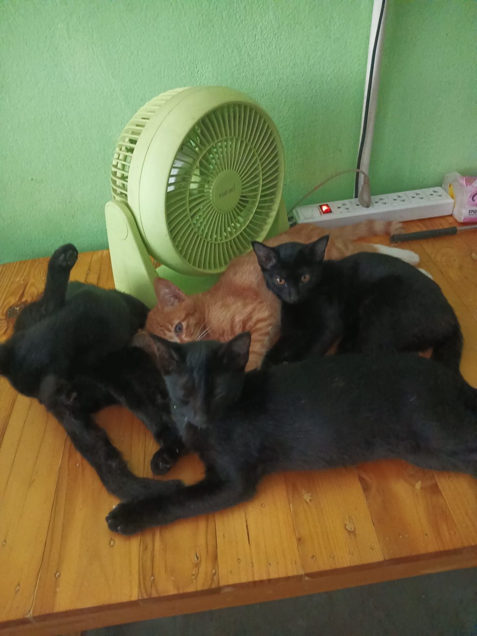 ขออนุญาตแอดมินค่ะ หาบ้านให้น้องๆ ค่ะ ตอนนี้เจ้าของเป็นคนพิการ ไม่สามารถเลี้ยงได้ 1