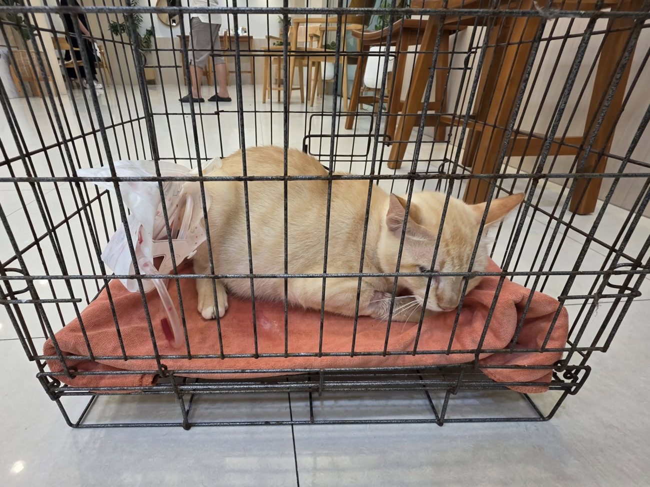 มีแมวไม่สบายครับ 1