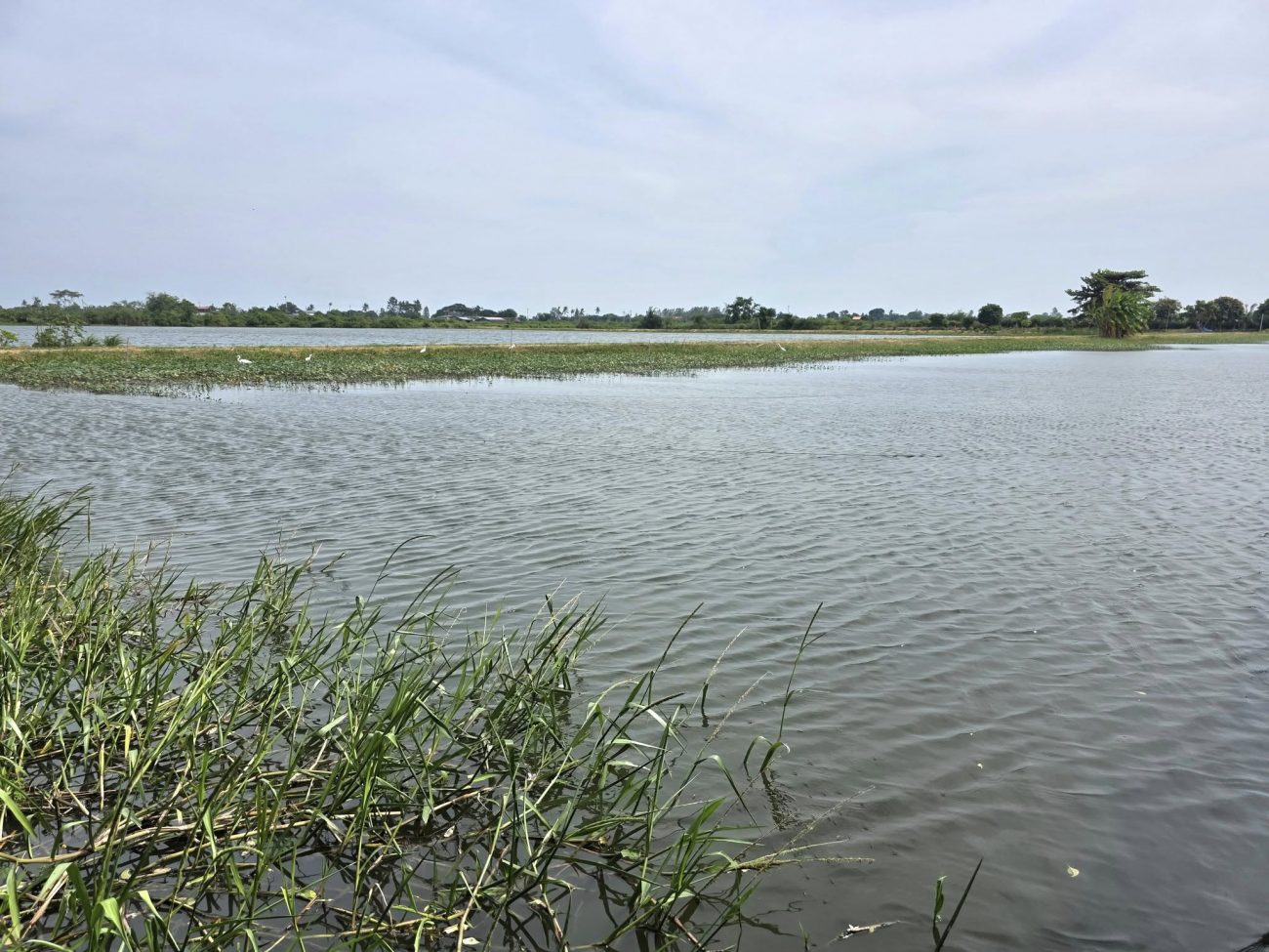 น้ำท่วมที่หาดใหญ่ครั้งนี้ถือว่าวิกฤตมากครับ น่าสงสารทั้งคนทั้งแมวและหมา รวมทั้งส 1