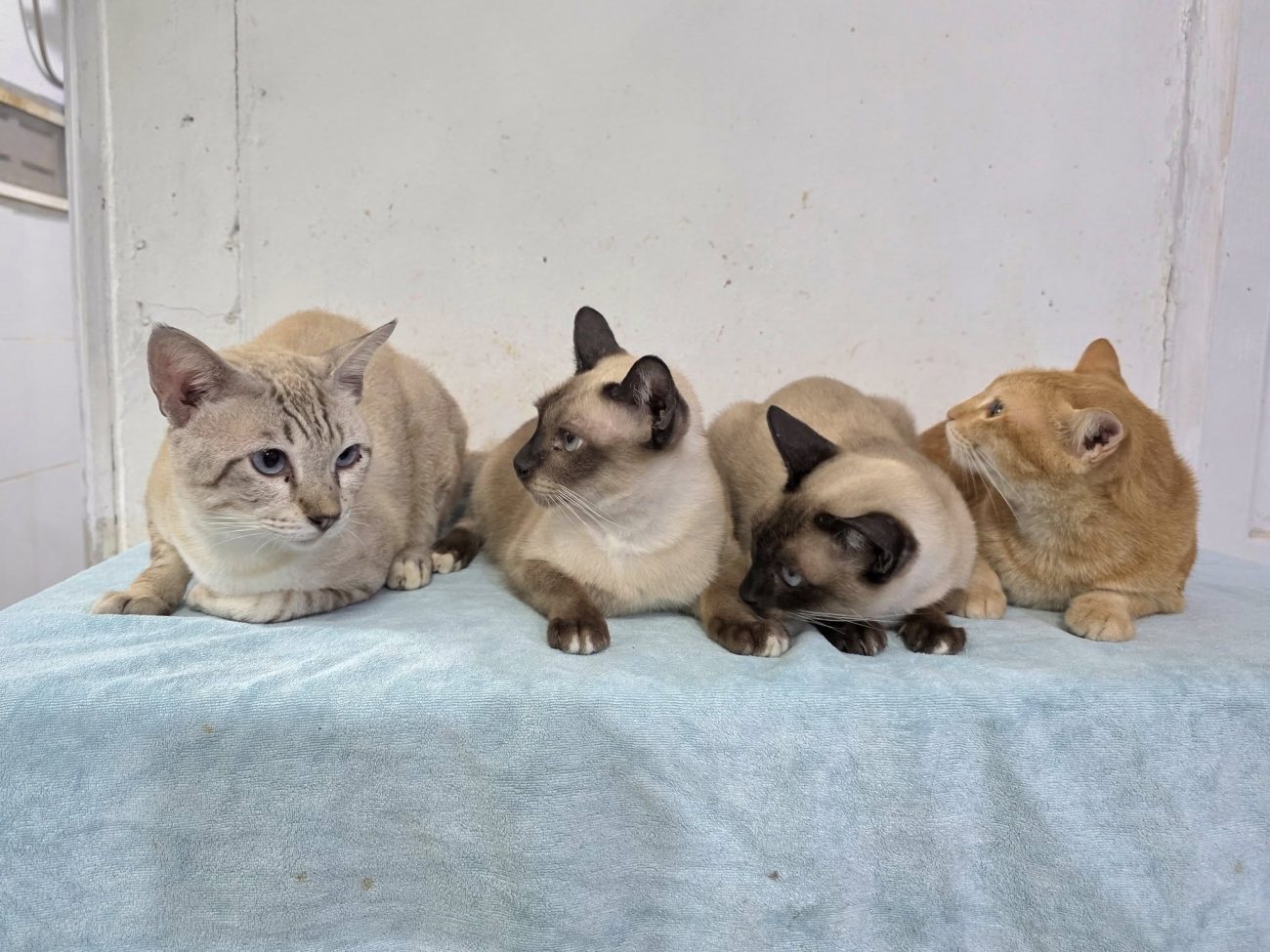 เวลาผ่านไว วันนี้แก๊งสี่ปลาซึ่งก็คือ ปลาบึก ปลาเข็ม ปลาจีน ปลาดาว อายุครบสี่ปีแล 1