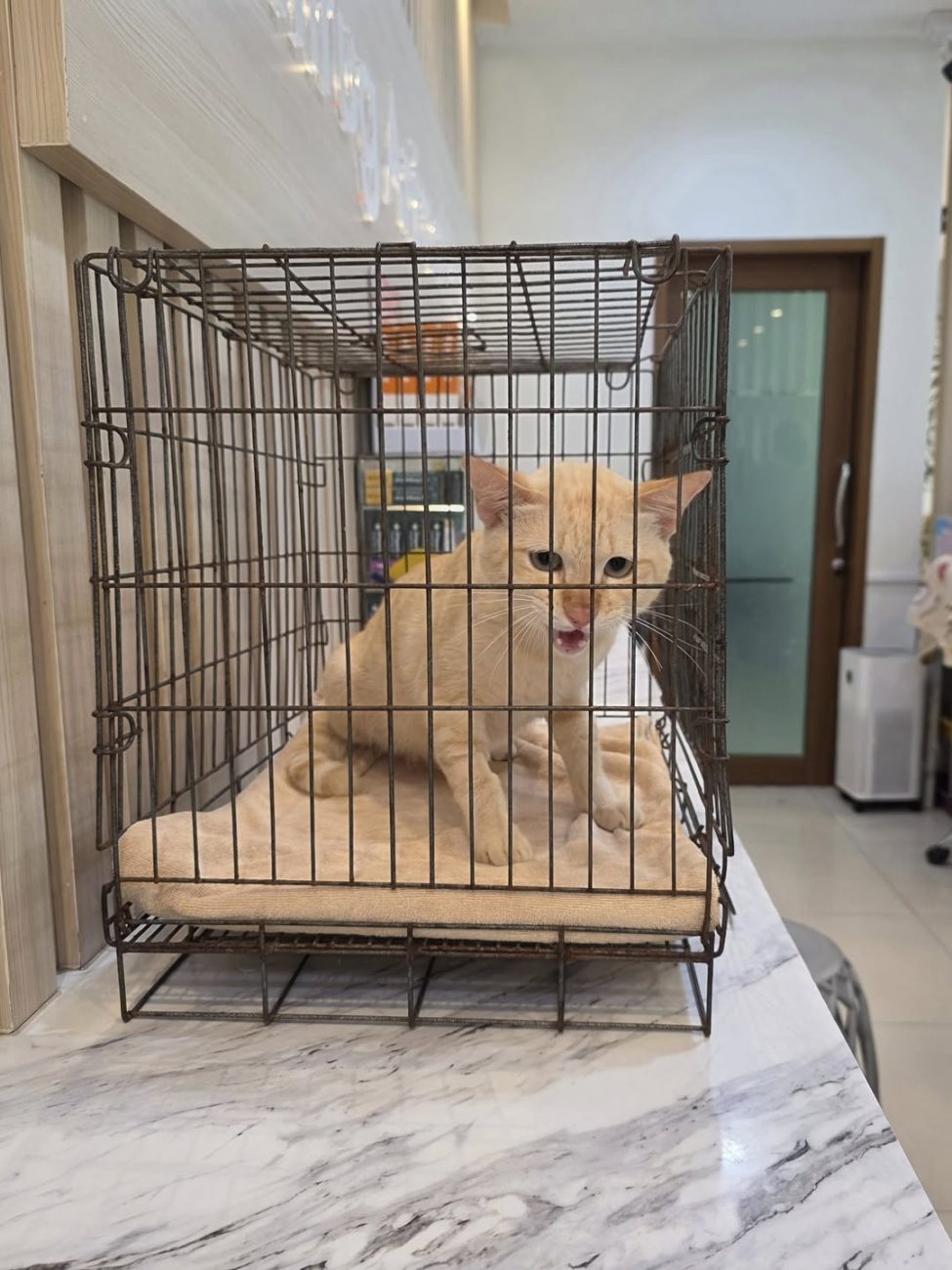 #คะน้า ดูเหมือนจะหายปรกติแล้ว ฉี่ ขับถ่าย กินได้ นอนเป็นปรกติ วันนี้อัลตร้าซาวด์ 1