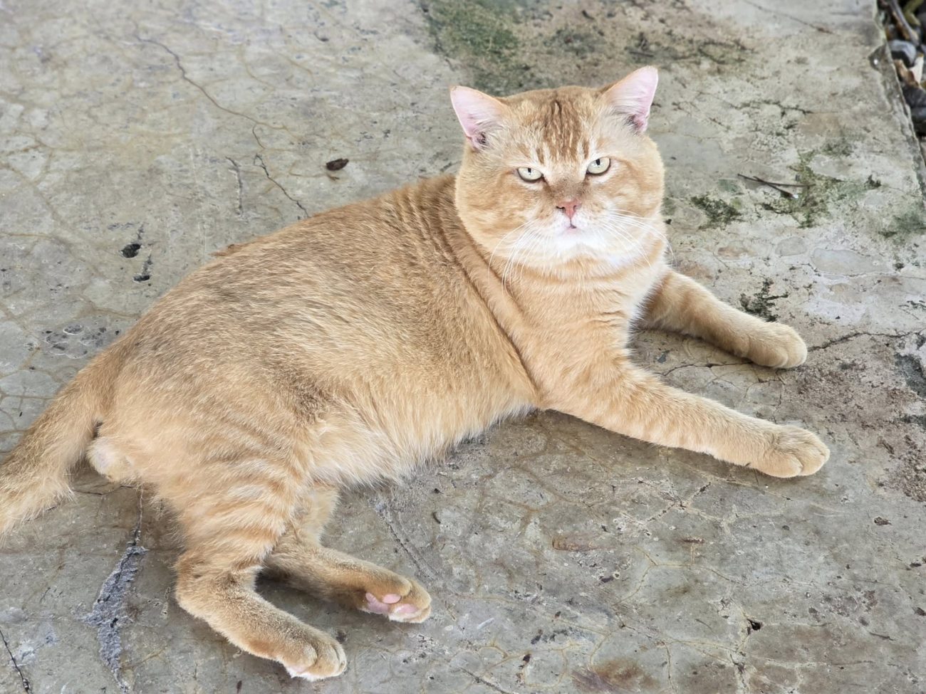 หนาวนี้ #ทองมา กำลังจะมีหวานใจแล้ว เธอเป็นสาวน้อยน่าสงสารที่โดนปล่อย มีชาวบ้านที 1