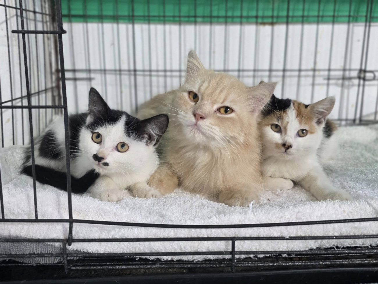 เรื่องของสมาชิกใหม่ในบ้าน เล่ายาวหน่อย อ่านเพลิน ๆ ไม่มีอะไรสำคัญครับ 1