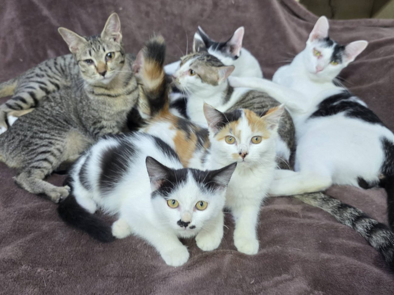 ผักบุ้ง: "พวกเราเพิ่งตื่นครับ เมื่อคืนมีปาร์ตี้รับน้องใหม่ถึงตีสามเลยครับ" 1