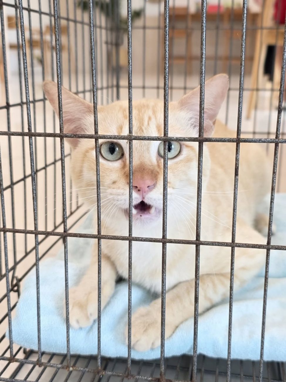 หลังจาก #คะน้า ดีขึ้นจากอาการฉี่ไม่ออก แต่ช่วงอยู่บ้านก็ต้องให้น้ำเกลือและกินยาต 1