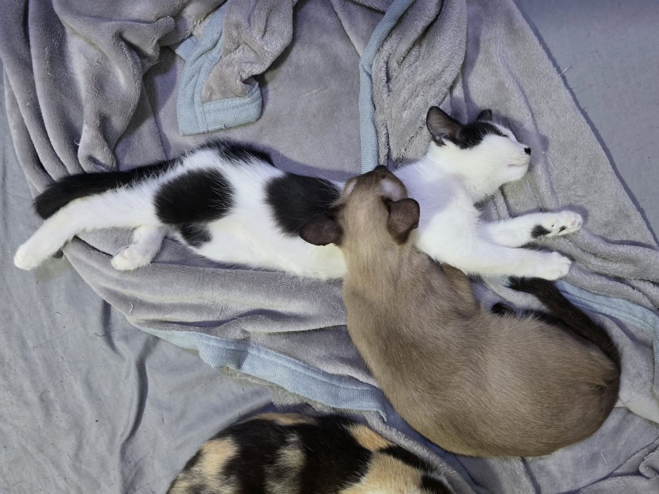 เมื่อคืนอากาศหนาว พ่อทองมีกำลังหลับก็มีอะไรดุ๊กดิ๊กอยู่ข้างตัว พอลืมตาก็เจอเด็กห 1