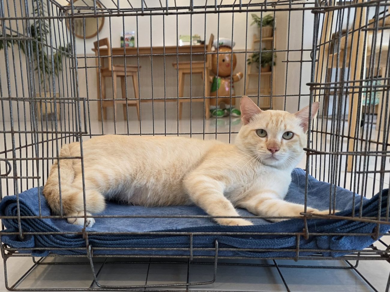 วันนี้ #คะน้า ไปหาหมออีกรอบ ผลอัลตราซาวด์ก็ยังพบตะกอนในกระเพาะปัสสาวะอยู่ มีนัดค 1