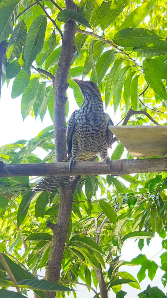 พี่เหว่า: "ถ้าพ่อตื่นสายแล้วเสิร์ฟอาหารเช้าช้าอีก หนูจะไปร้องเรียนศูนย์ดำรงดำนะค 1