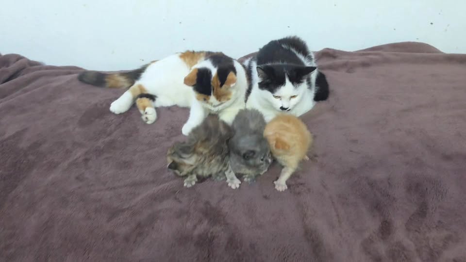 ดูอะไรดุ๊กดิ๊ก ๆ ก่อนนอนกันครับ 1