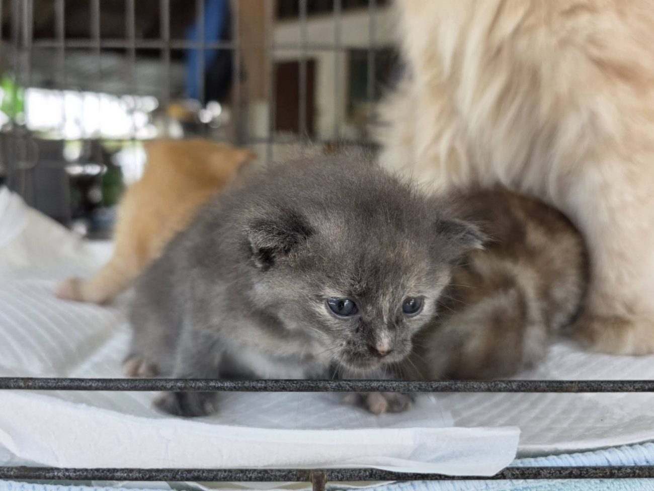 มะม่วง (มะเหมี่ยวน้อย) ไม่สบายครับ มีอาการถ่ายเหลว 1