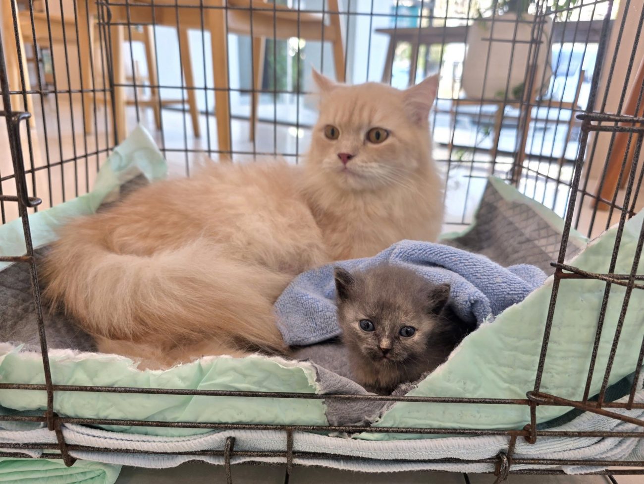 วันนี้แม่มะนาวกับดญ.มะม่วงหาหมอเป็นวันที่ 10 ครับ 1